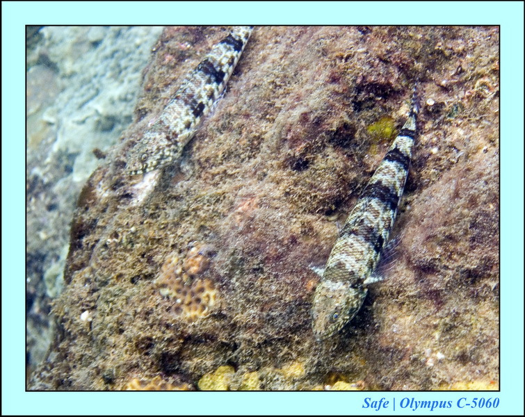 2006 - 07 - Gemia - Plongee solo 19